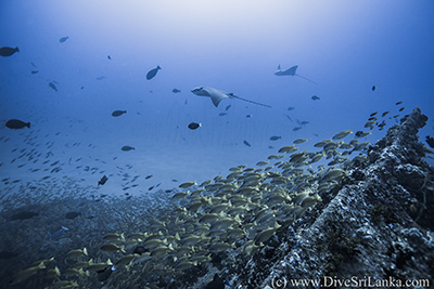 Hollyhock Eagle Rays